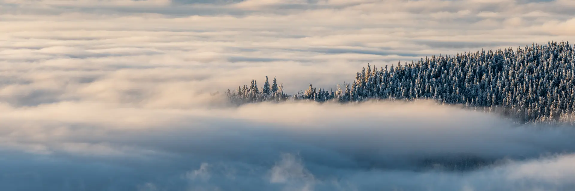 Nebelmeer im Thüringer Wald, verschneite Fichten säumen den Waldrand
