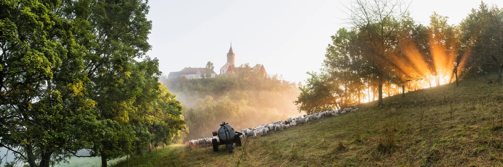 Leuchtenburg bei Kahla im Morgennebel, im Vordergrund eine Schafherde