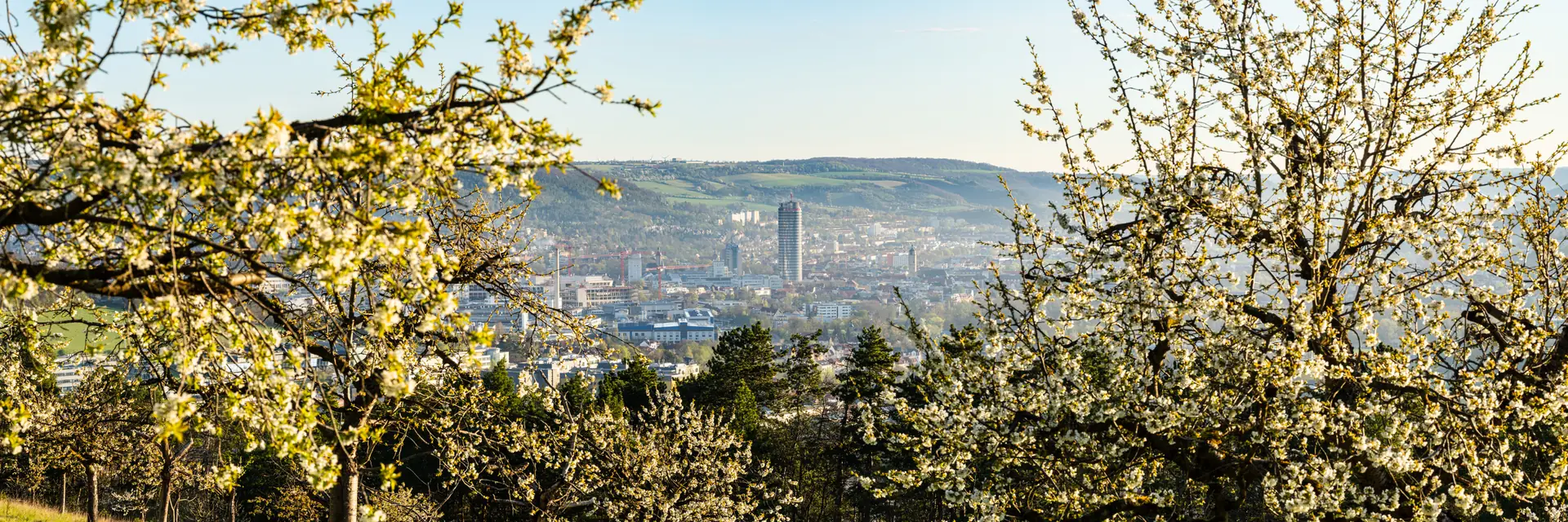 Blick durch blühende Obstzweige auf Jena mit dem JenTower im Frühling